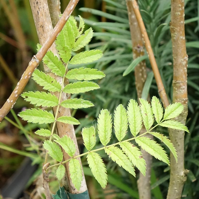 Sorbus matsumurana (Fogliame)
