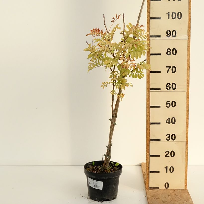 Esemplare di Sorbus matsumurana Vaso da 4L/5L, Vaso impalcato consegnato in estate