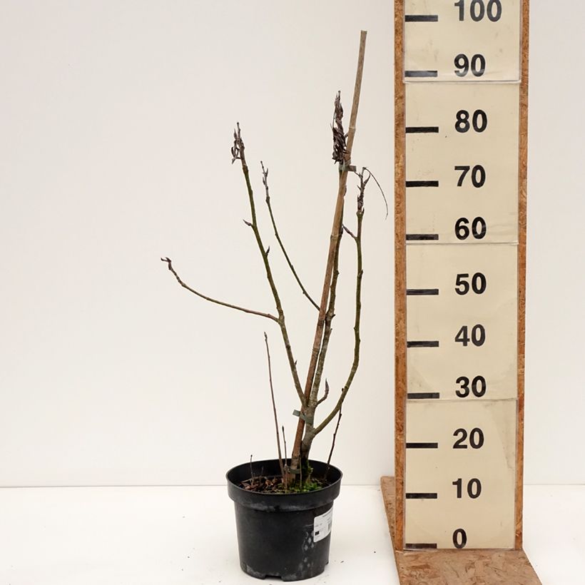 Sorbus matsumurana Vaso da 4L/5L, Vaso impalcato esemplare consegnato in inverno