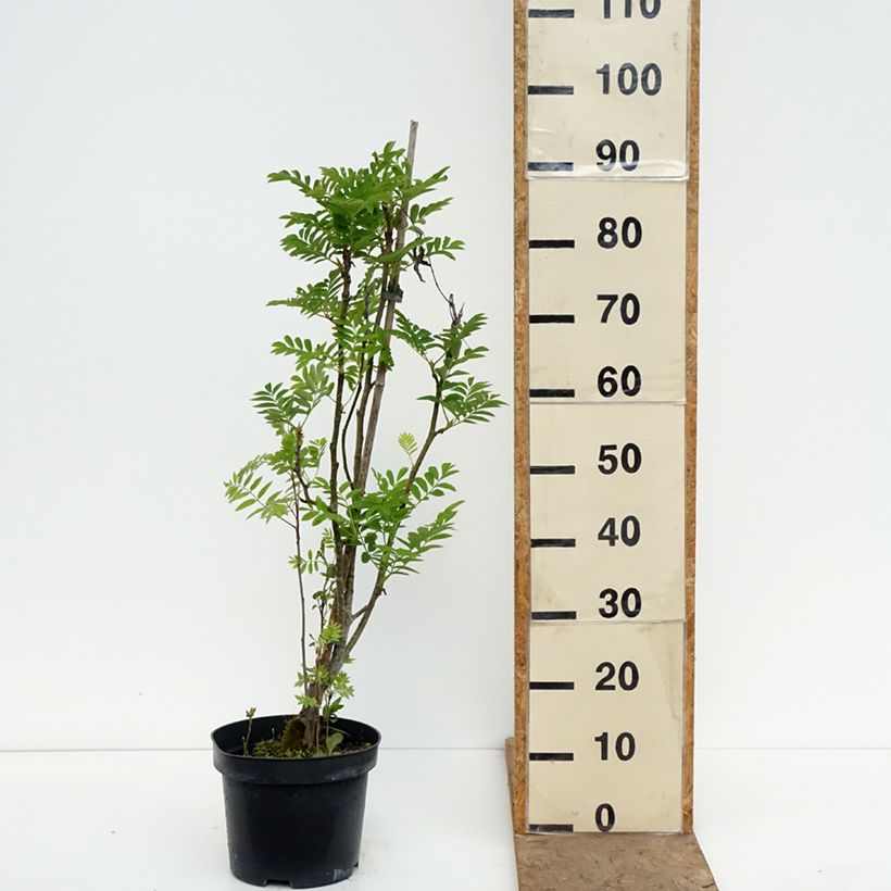 Sorbus matsumurana Vaso da 4L/5L, Vaso impalcato esemplare consegnato in primavera