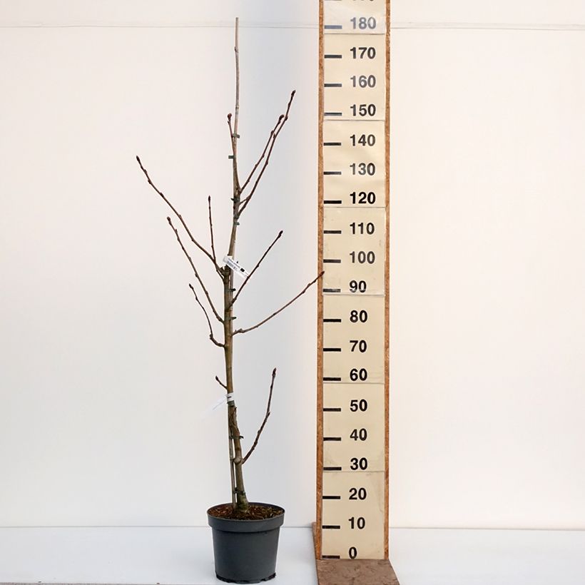 Sorbus wilfordii - Sorbo Vaso da 7,5L/10L esemplare consegnato in inverno