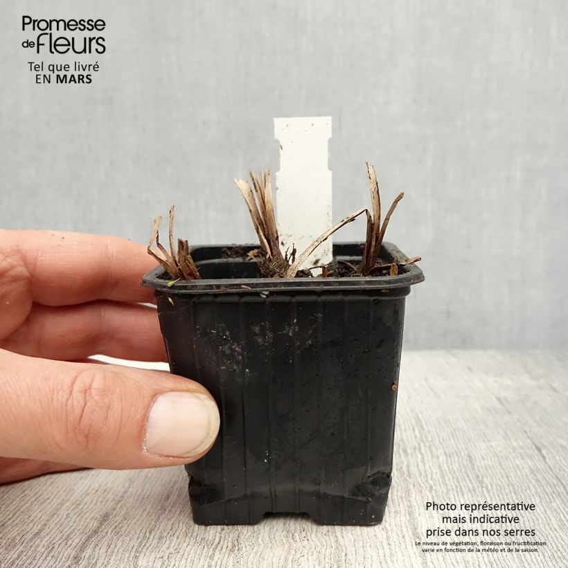 Example of Sparganium erectum - Coltellaccio maggiore Vasetto da 8/9 cm as you get in printemps