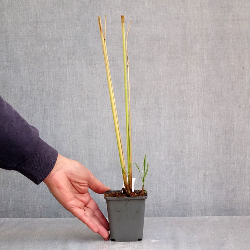 Esemplare di Spartina pectinata Aureomarginata Vasetto da 8/9 cm come consegnato in autunno