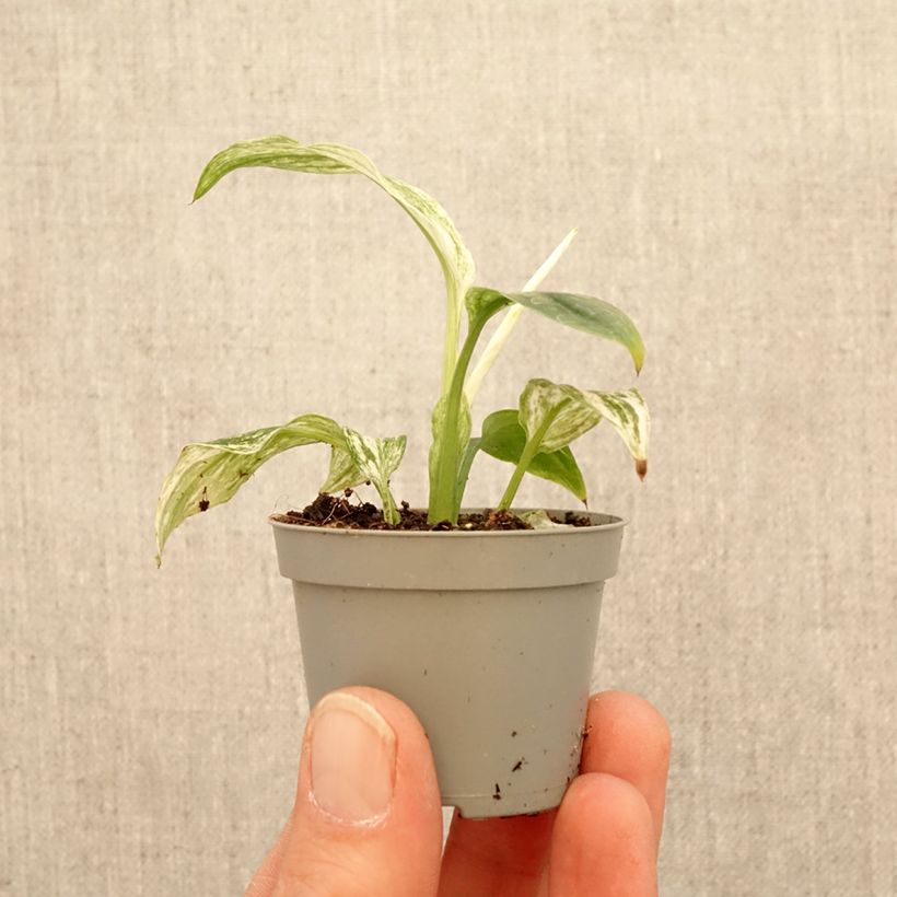 Spatifillo Sensation - Spathiphyllum  mini-pianta esemplare consegnato in primavera
