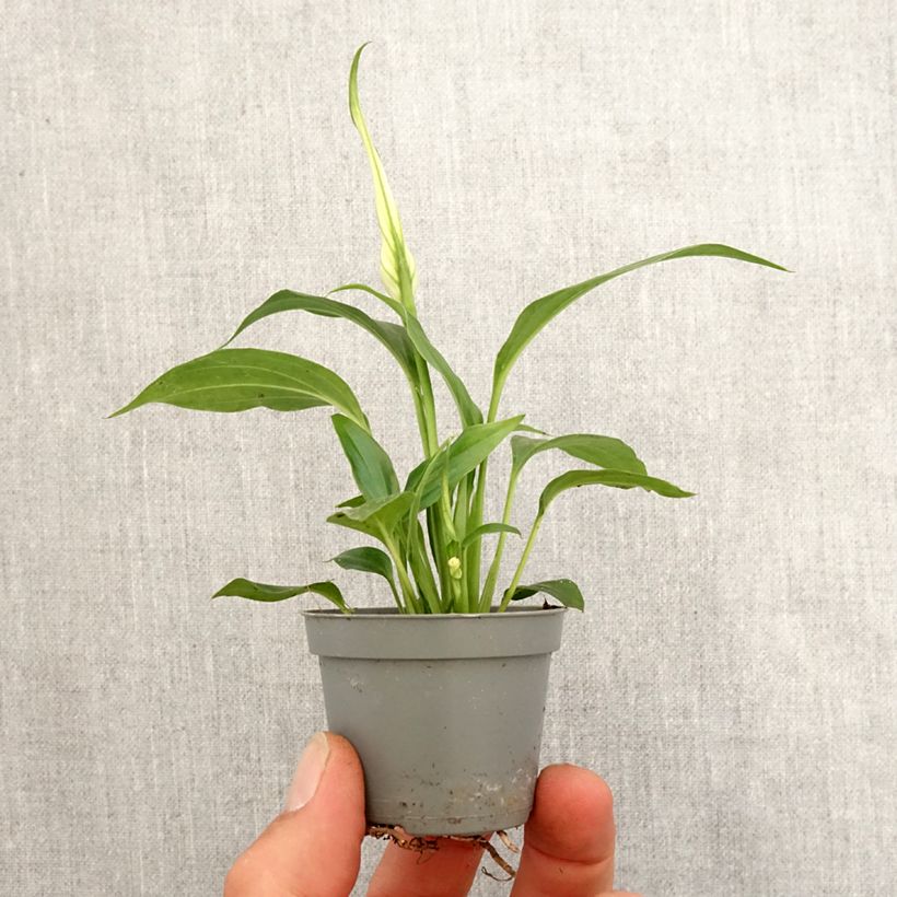 Spatifillo - Spathiphyllum Tanni mini-pianta esemplare consegnato in primavera