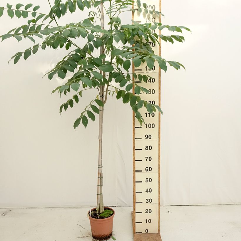 Esemplare di Spathodea campanulata Vaso da 7,5L/10L come consegnato in autunno