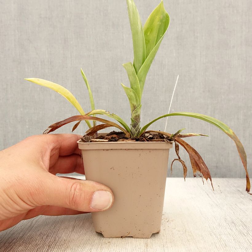 Speirantha convallarioides Vasetto da 8/9 cm esemplare consegnato in primavera