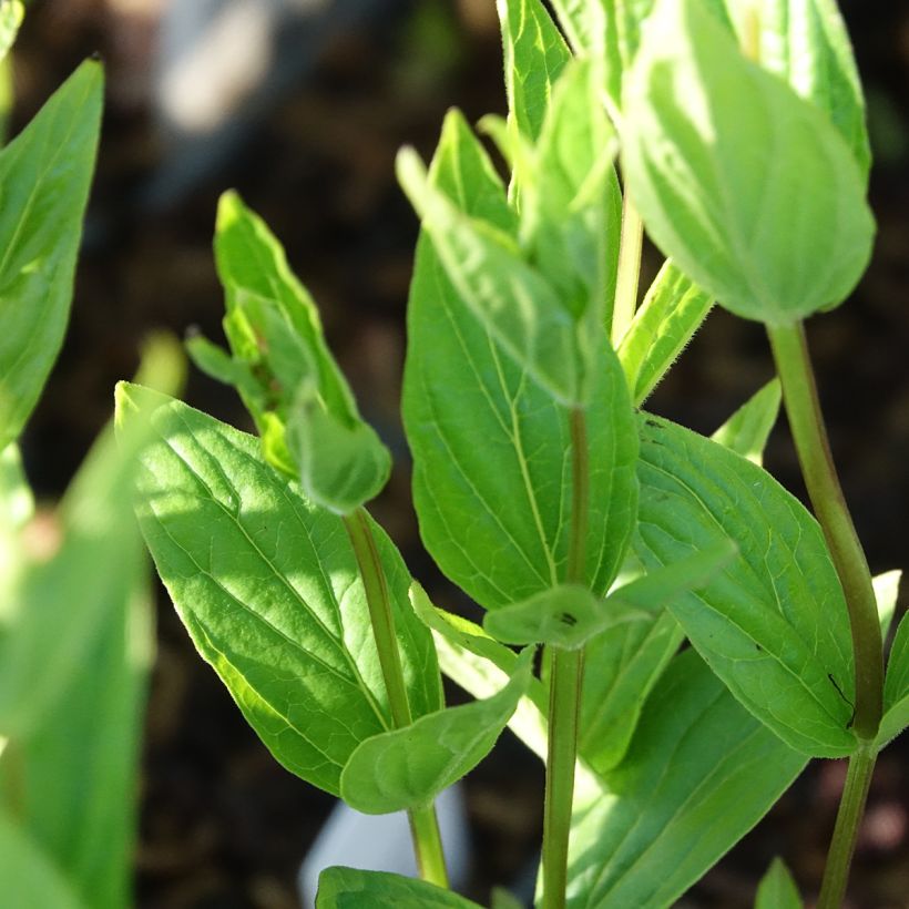 Spigelia marilandica Spigelia marilandica (Fogliame)