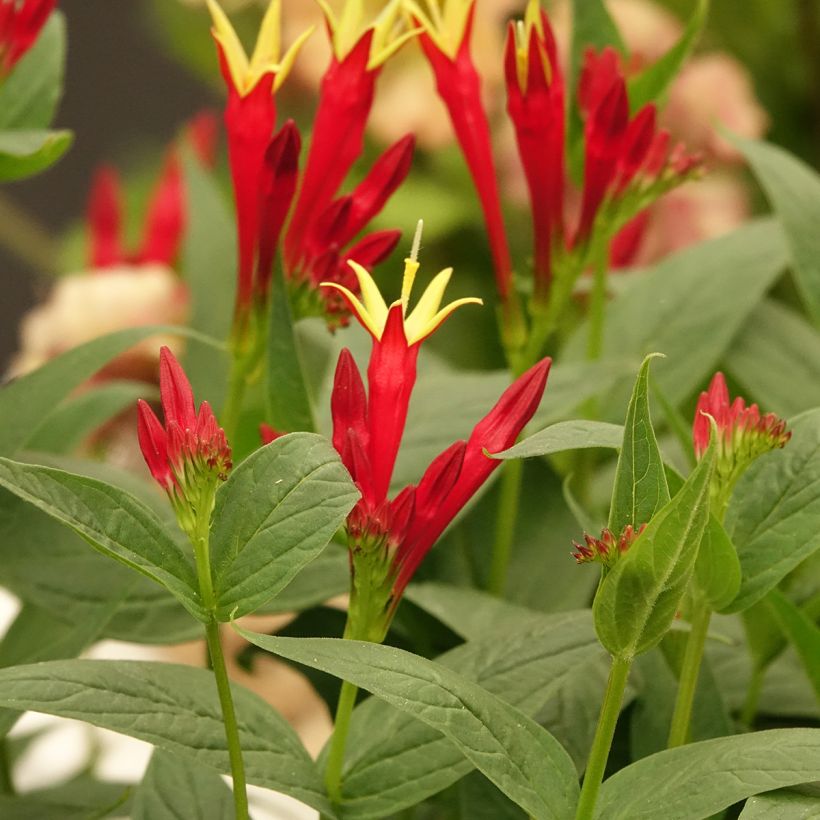 Spigelia marilandica Spigelia marilandica (Fioritura)