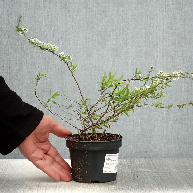 Spirea arguta Alba Vaso da 1L/1,5L esemplare consegnato in primavera