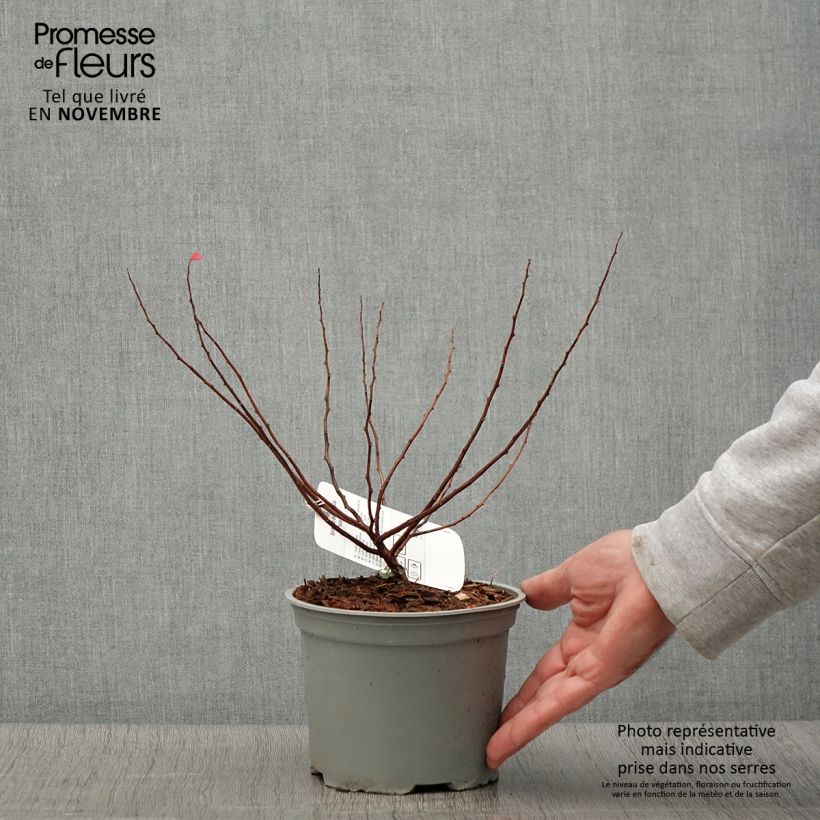 Esemplare di Spiraea betulifolia Island - Spirée à feuilles de bouleau Pot de 2L/3L come consegnato in autunno