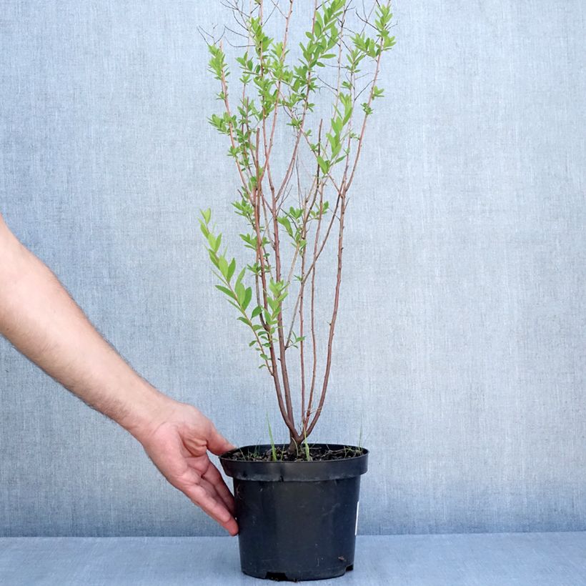 Esemplare di Spirea billiardii Vaso da 3L/4L consegnato in estate