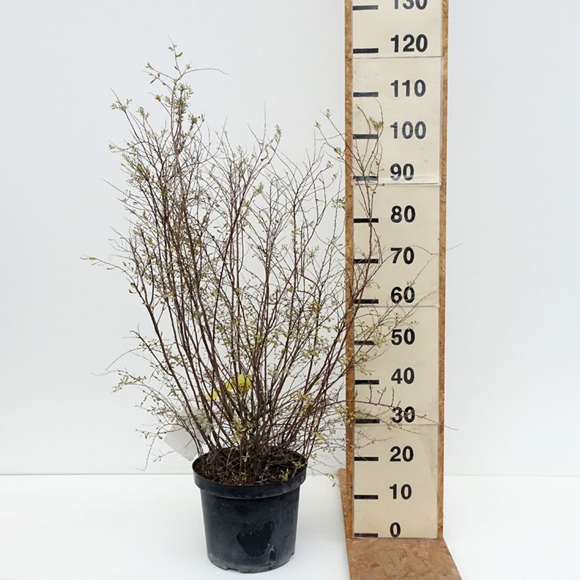 Esemplare di Spirea cinerea Graciosa Vaso da 7,5L/10L come consegnato in autunno