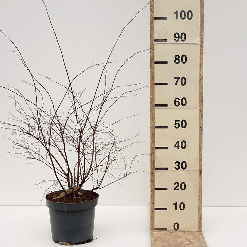 Spirea cinerea Grefsheim Vaso da 7,5L/10L esemplare consegnato in inverno
