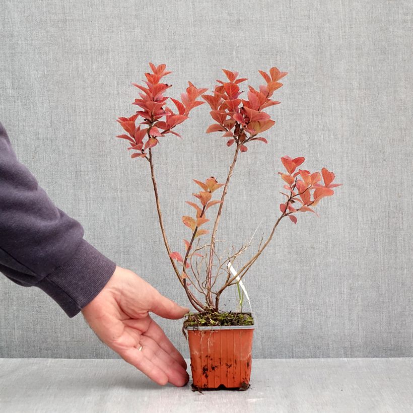 Esemplare di Spirea densiflora Vasetto da 8/9 cm come consegnato in autunno