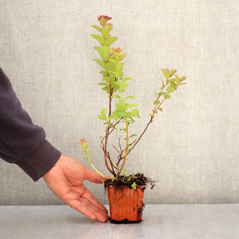 Spirea densiflora Vasetto da 8/9 cm esemplare consegnato in primavera