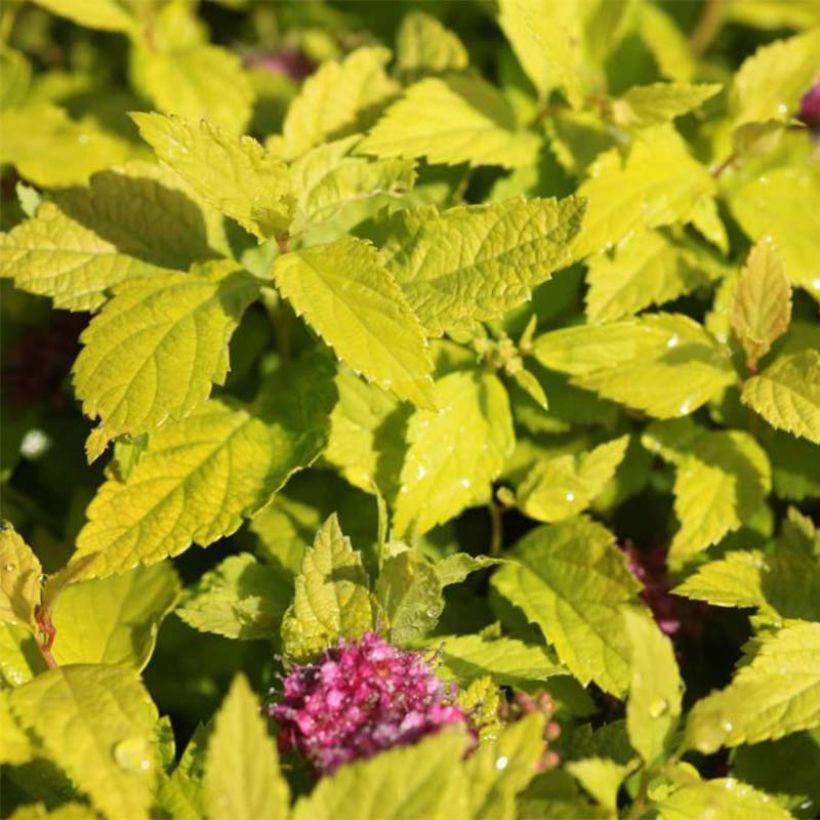 Spirea japonica Double Play Gold - Spirea del Giappone (Foliage)