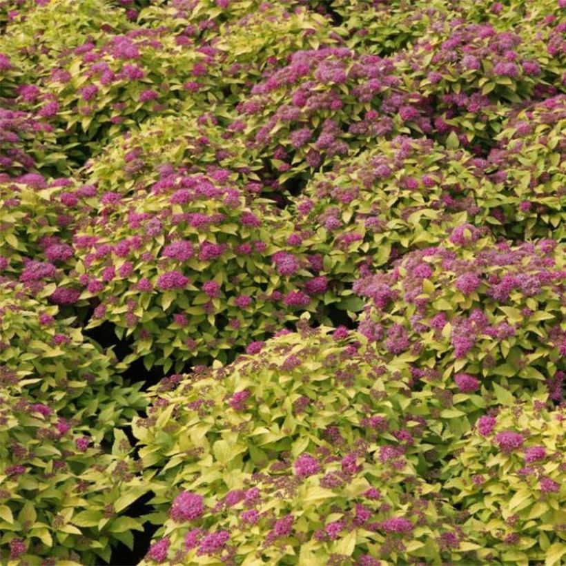 Spirea japonica Double Play Gold - Spirea del Giappone (Flowering)
