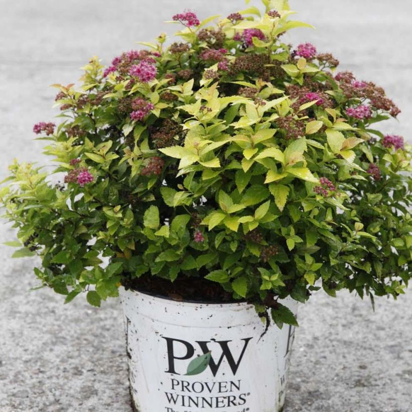 Spirea japonica Double Play Gold - Spirea del Giappone (Plant habit)