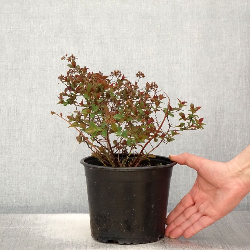 Spirea japonica Merlo Green - Spirea del Giappone Vaso da 2L/3L esemplare consegnato in primavera