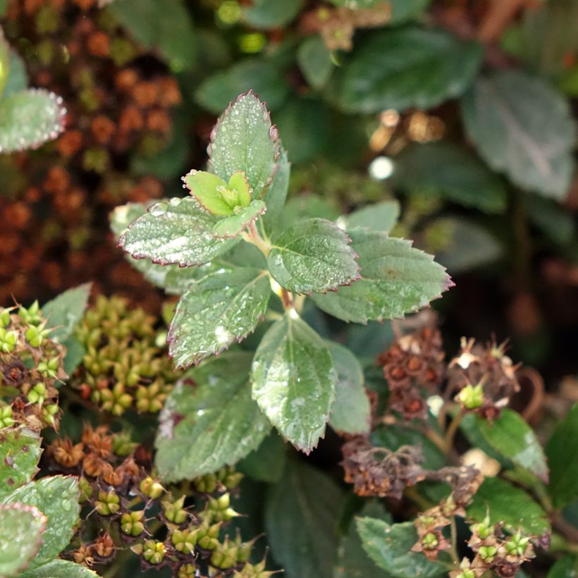 Spirea japonica Odessa - Spirea del Giappone (Fogliame)