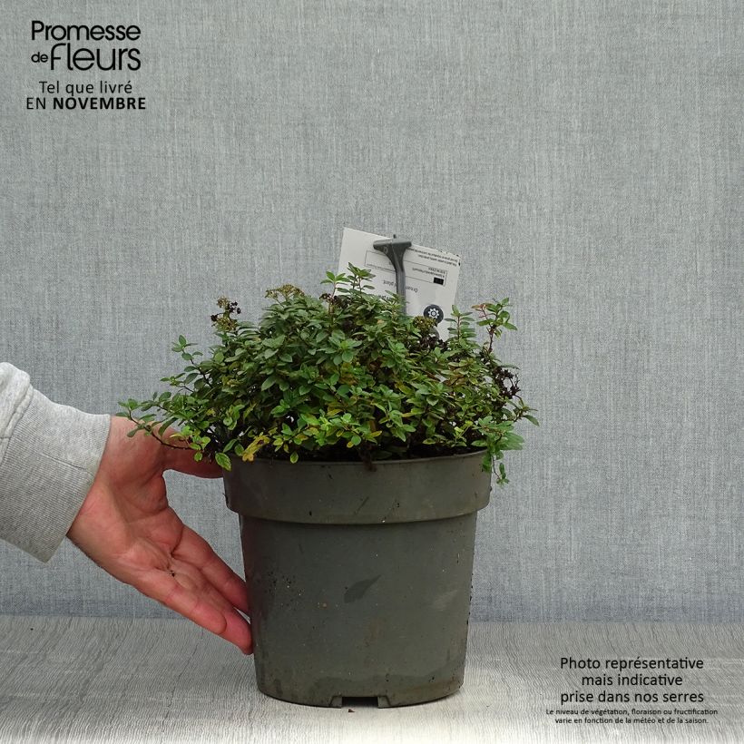 Esemplare di Spiraea japonica Odessa - Spirée japonaise Pot de 2L/3L come consegnato in autunno