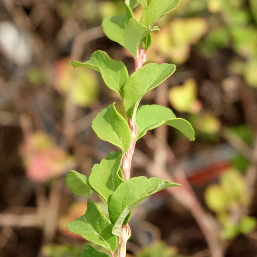 Spirea nipponica June Bride (Foliage)