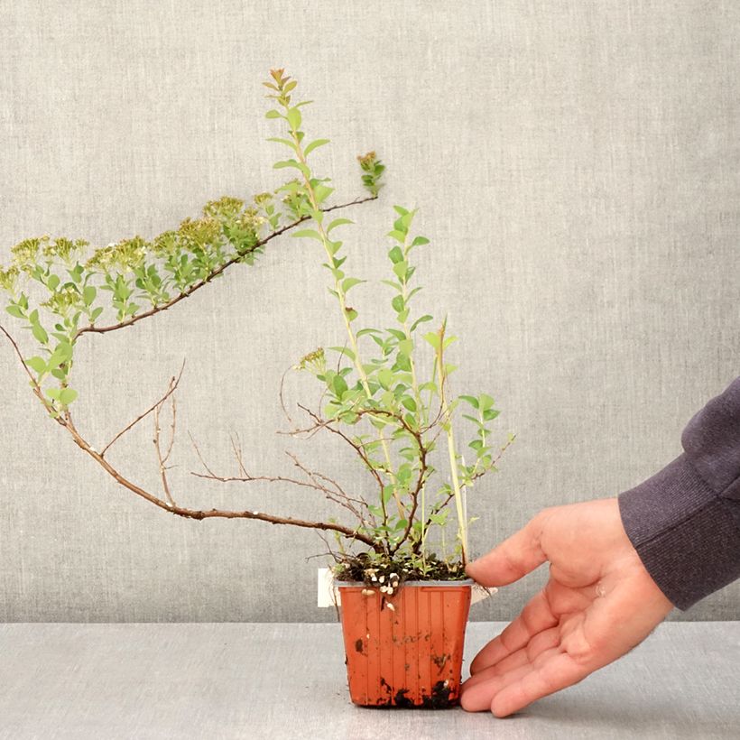 Example of Spirea nipponica June Bride Vasetto da 8/9 cm as you get in printemps