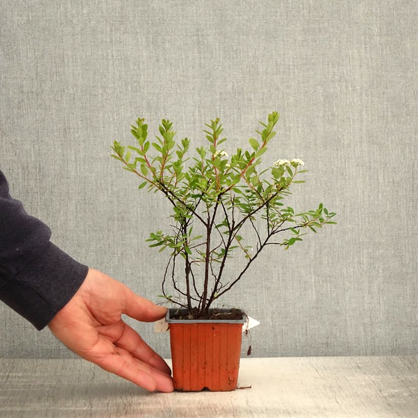 Example of Spirea nipponica Snowmound Vasetto da 8/9 cm as you get in printemps
