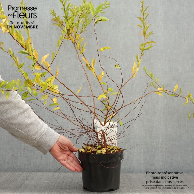 Esemplare di Spiraea prunifolia Goldfire - Spirée à feuilles de prunier Pot de 3L/4L come consegnato in autunno