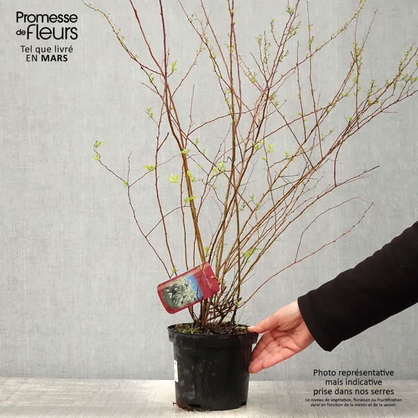 Example of Spirea prunifolia Vaso da 2L/3L as you get in printemps
