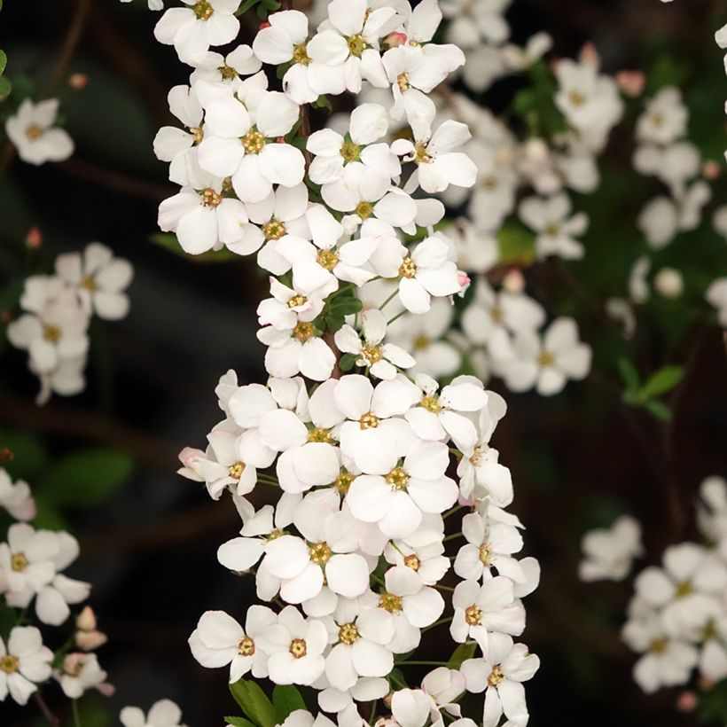 Spirea thunbergii Fujino Pink (Flowering)