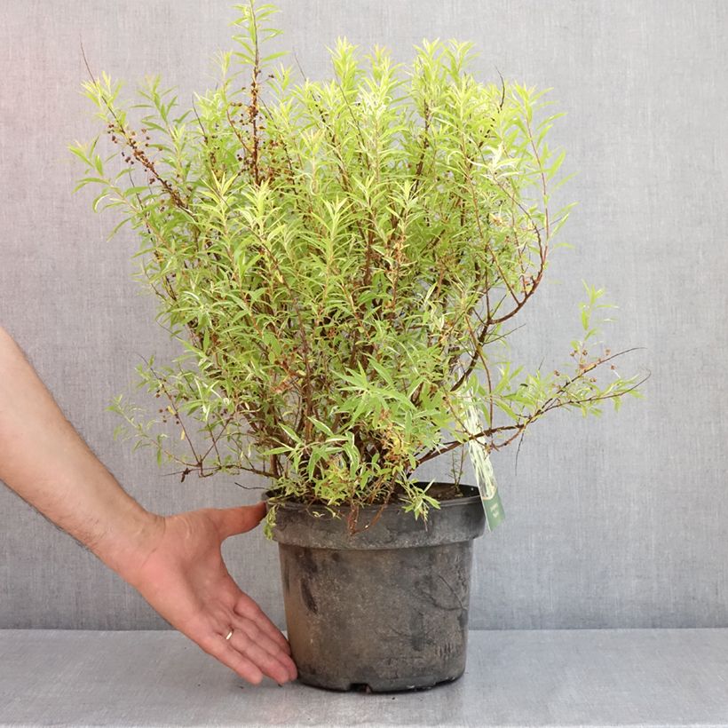 Spirea thunbergii Mount Fuji Vaso da 4L/5L esemplare consegnato in primavera