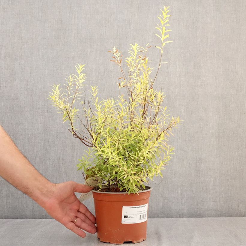 Esemplare di Spiraea thunbergii Ogon Vaso da 3L/4L consegnato in estate