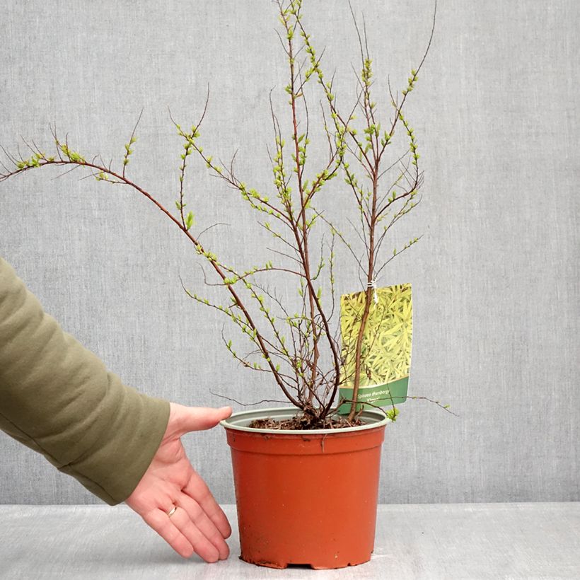 Spiraea thunbergii Ogon Vaso da 3L/4L esemplare consegnato in inverno