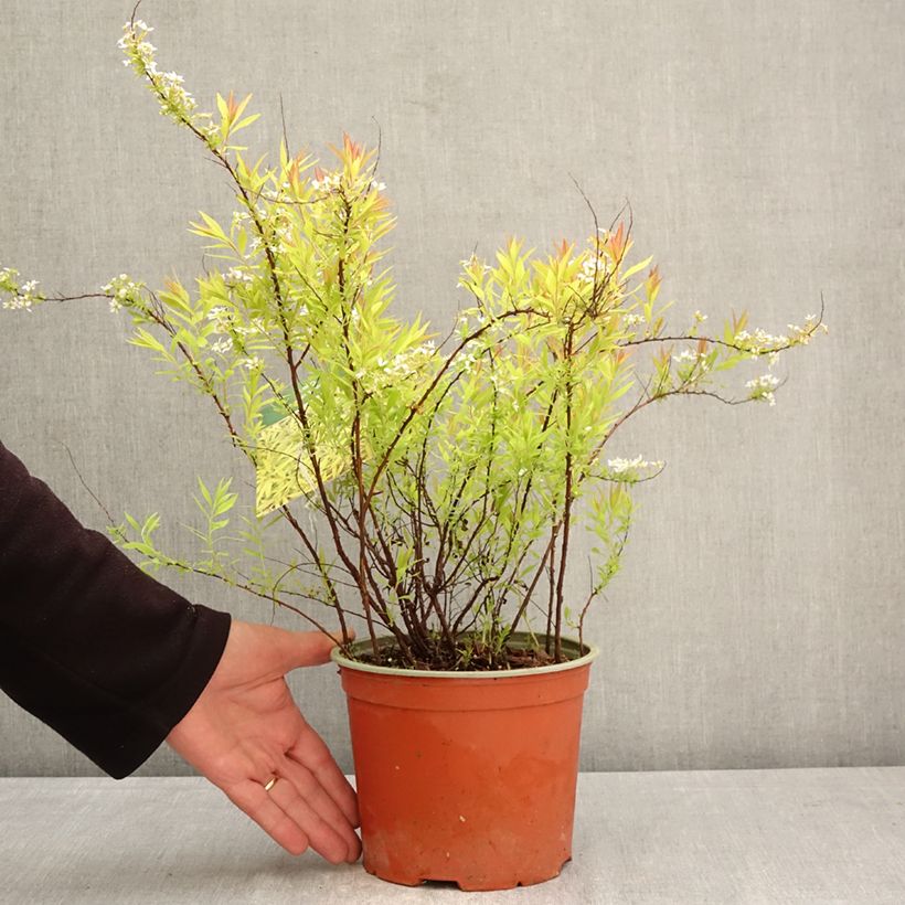Spiraea thunbergii Ogon Vaso da 3L/4L esemplare consegnato in primavera