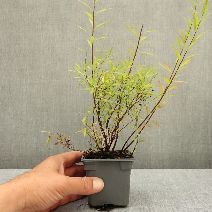 Spirea thunbergii Vasetto da 8/9 cm esemplare consegnato in primavera