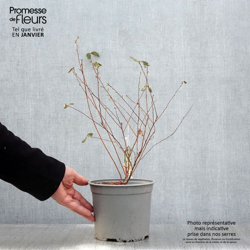 Spirea vanhouttei Pink Ice - Spirea bianca Vaso da 3L/4L esemplare consegnato in primavera