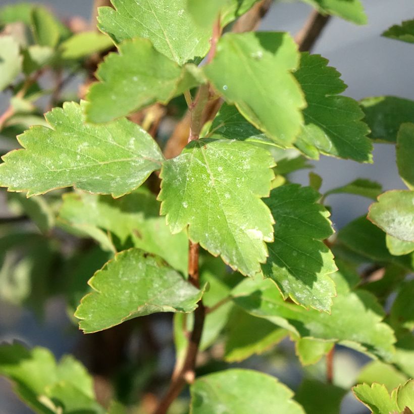 Spirea vanhouttei - Spirea bianca (Foliage)