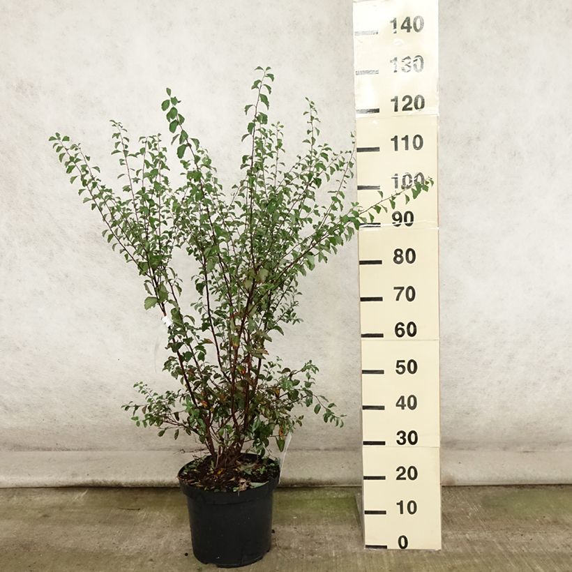 Esemplare di Spirea vanhouttei - Spirea bianca Vaso da 6L/7L consegnato in estate