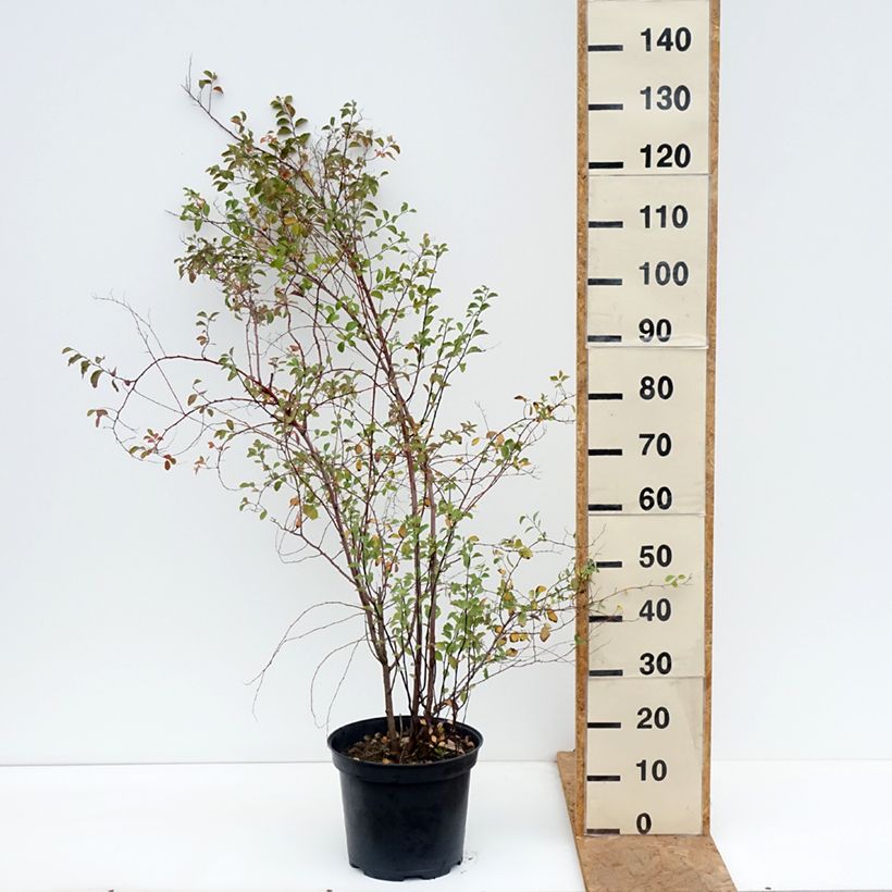 Esemplare di Spirea vanhouttei - Spirea bianca Vaso da 6L/7L come consegnato in autunno