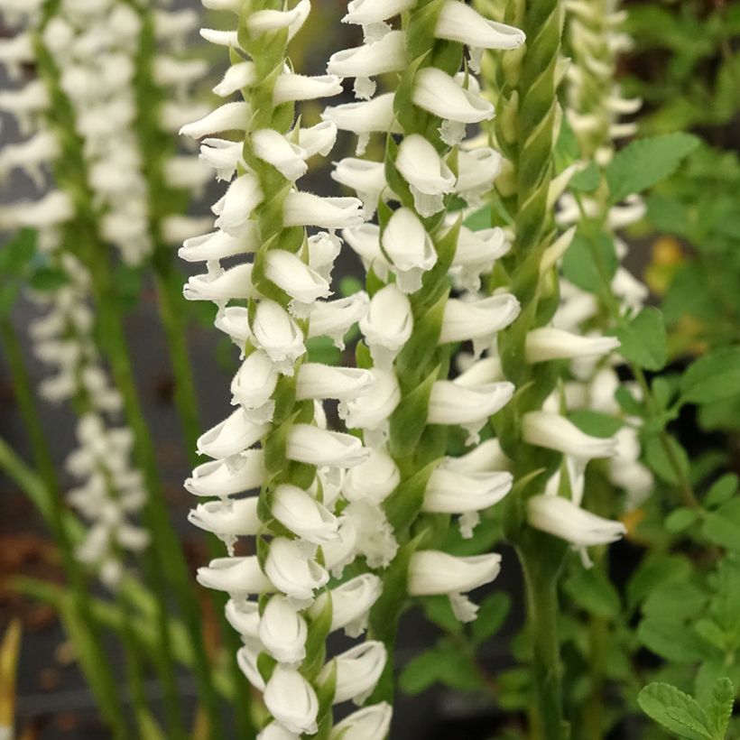 Spiranthes cernua var odorata Chadd's Ford (Fioritura)
