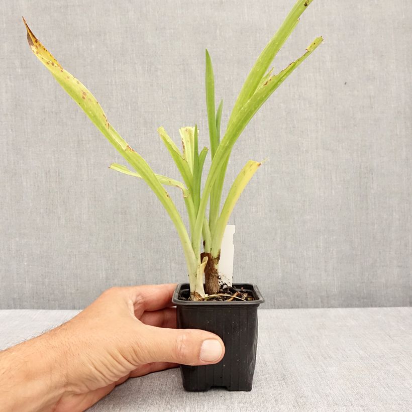 Esemplare di Spiranthes cernua var odorata Chadd's Ford Vasetto da 8/9 cm consegnato in estate