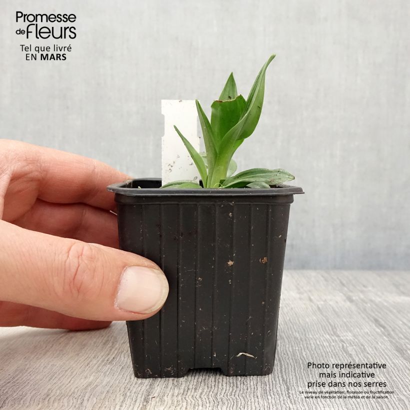 Spiranthes cernua var odorata Chadd's Ford Vasetto da 8/9 cm esemplare consegnato in primavera