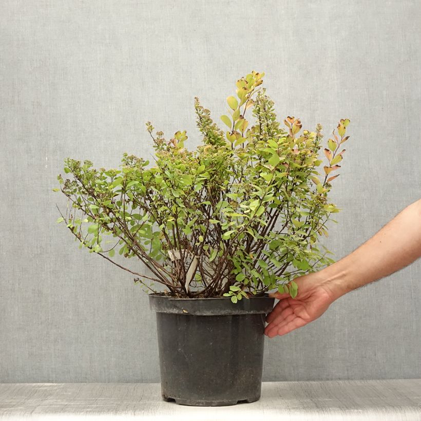 Esemplare di Spirea betulifolia Tor Gold Vaso da 7,5L/10L consegnato in estate