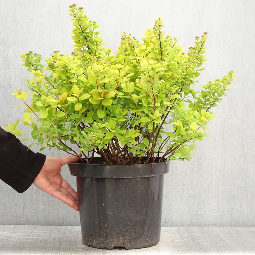 Example of Spirea betulifolia Tor Gold Vaso da 7,5L/10L as you get in printemps