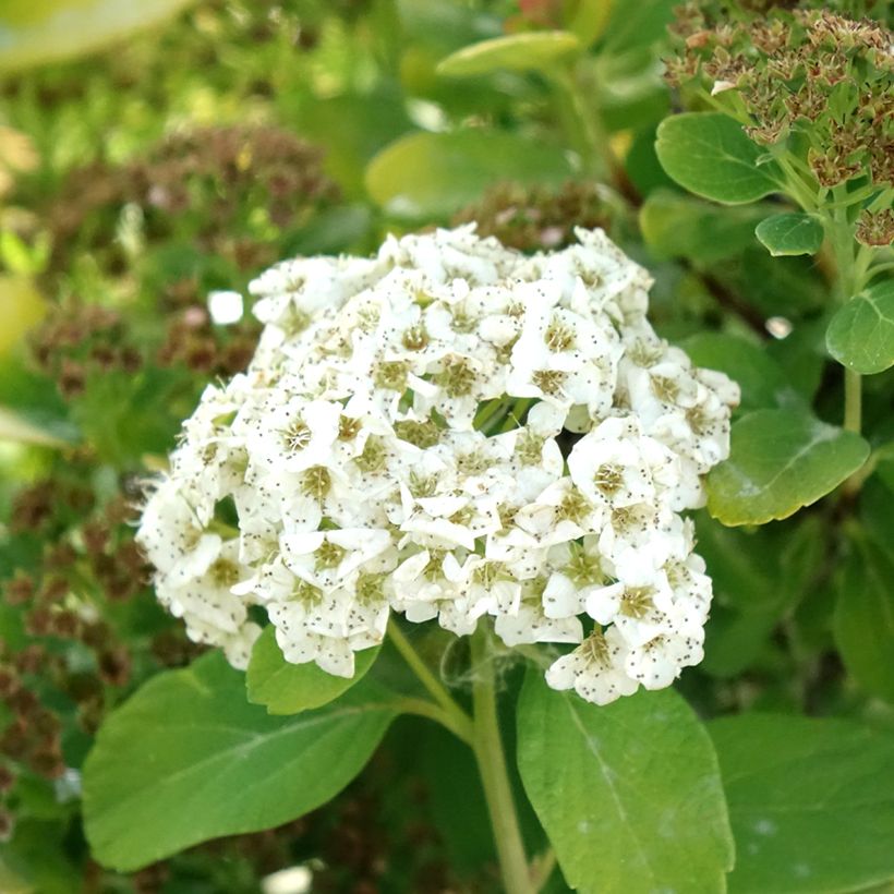 Spirea betulifolia Tor Gold (Flowering)