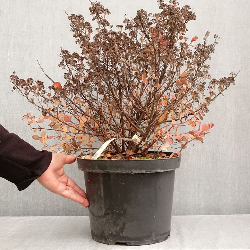 Esemplare di Spirea betulifolia Tor Gold Vaso da 7,5L/10L come consegnato in autunno