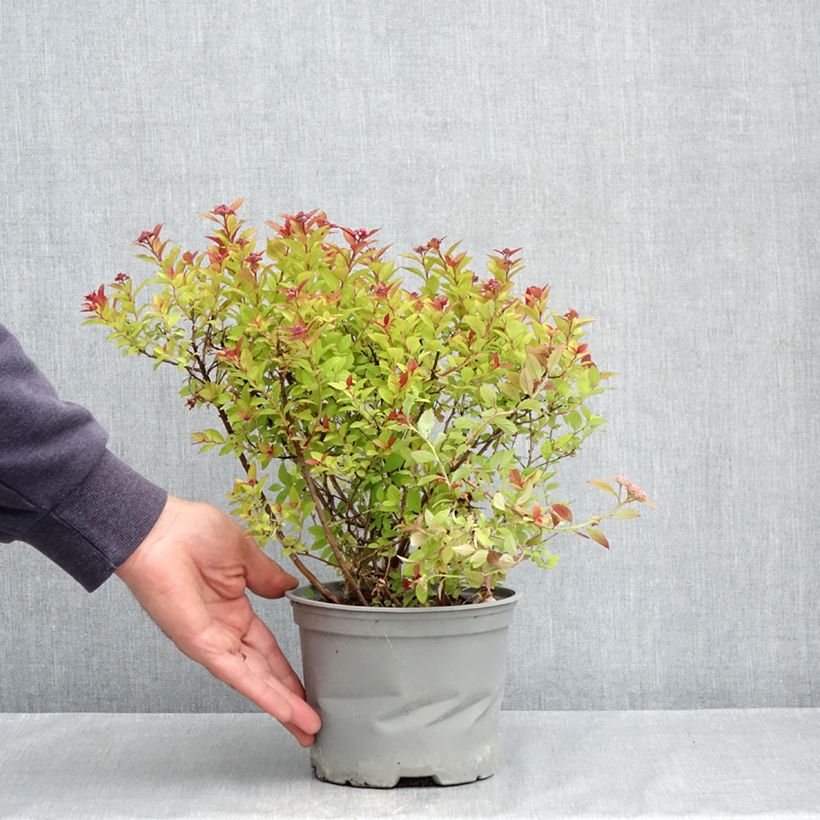 Example of Spirea japonica Merlo Gold - Spirea del Giappone Vaso da 2L/3L as you get in printemps
