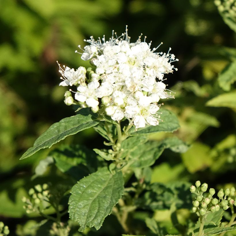 Spirea japonica Albiflora - Spirea del Giappone (Fioritura)